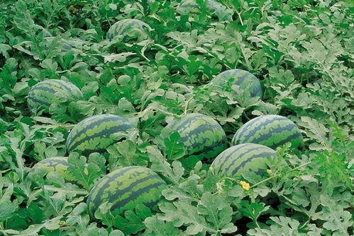 西瓜落地什么意思娱乐圈吃瓜,从西瓜落地看“吃瓜”文化盛行